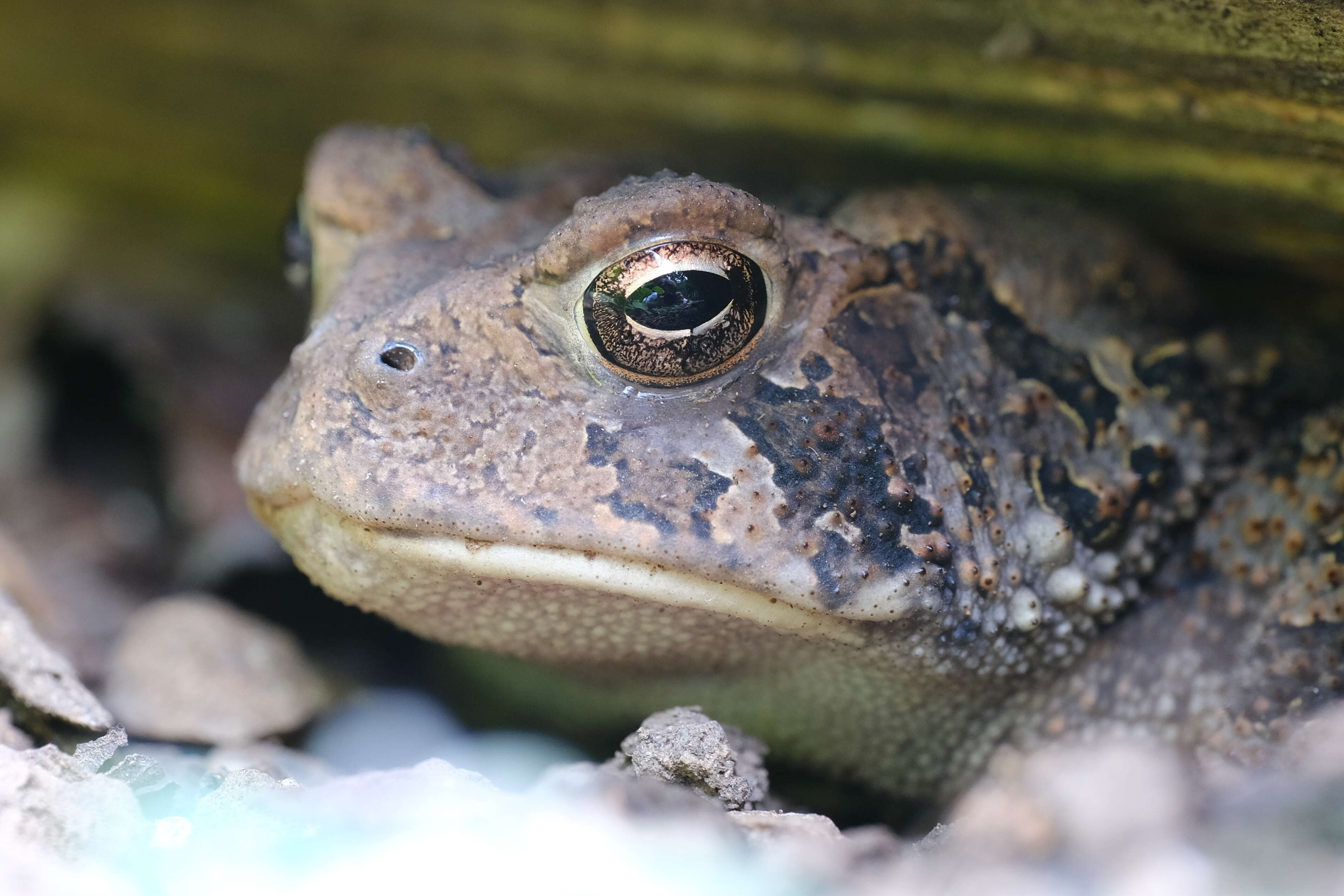 Image of American Toad