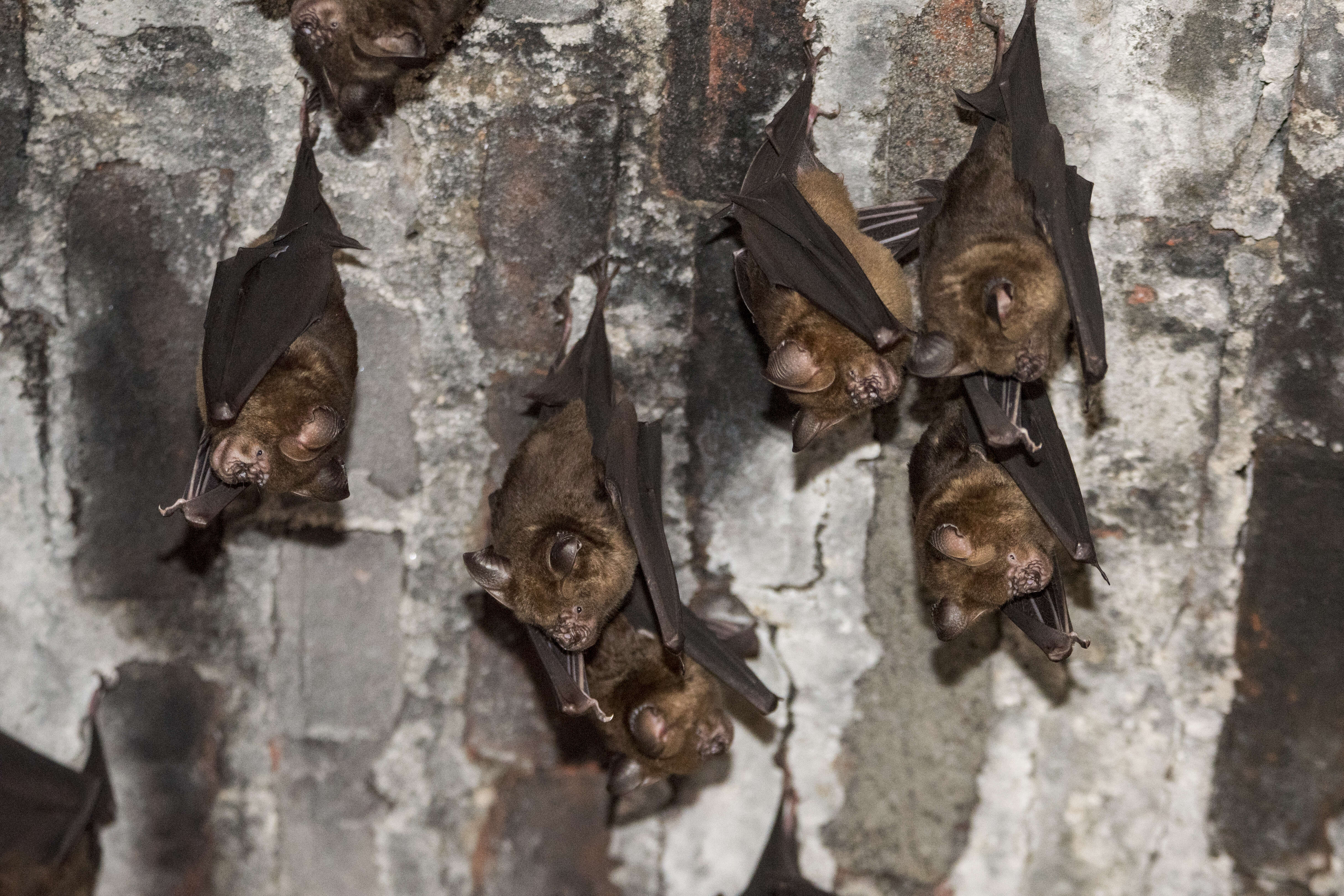Image of Great Himalayan Leaf-nosed Bat