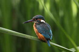 Image of Common Kingfisher