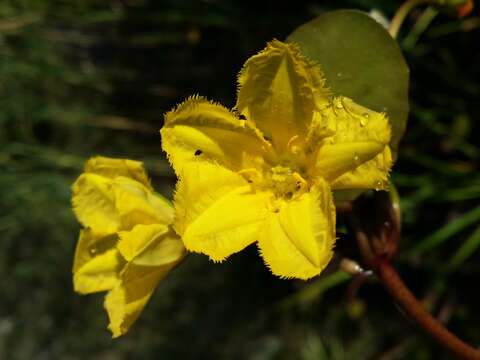 Image of yellow floatingheart