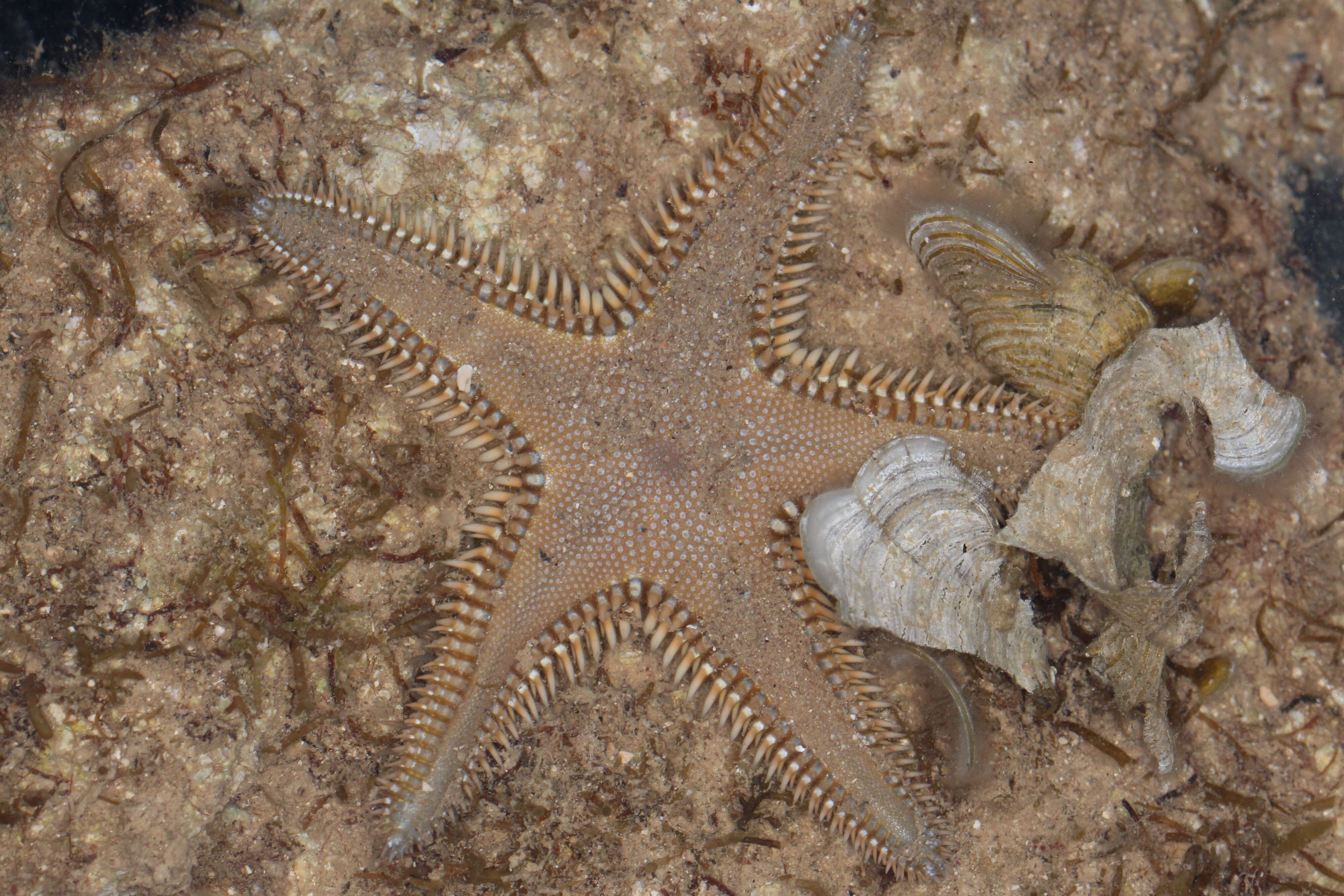 Image of Astropecten platyacanthus (Philippi 1837)