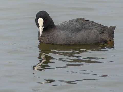 Image of Common Coot