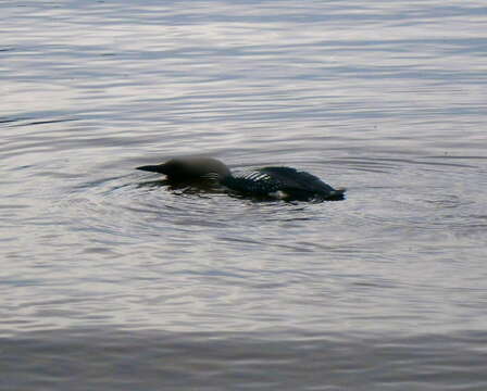 Image of loons