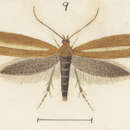 Image of Glyphipterix bactrias Meyrick 1911