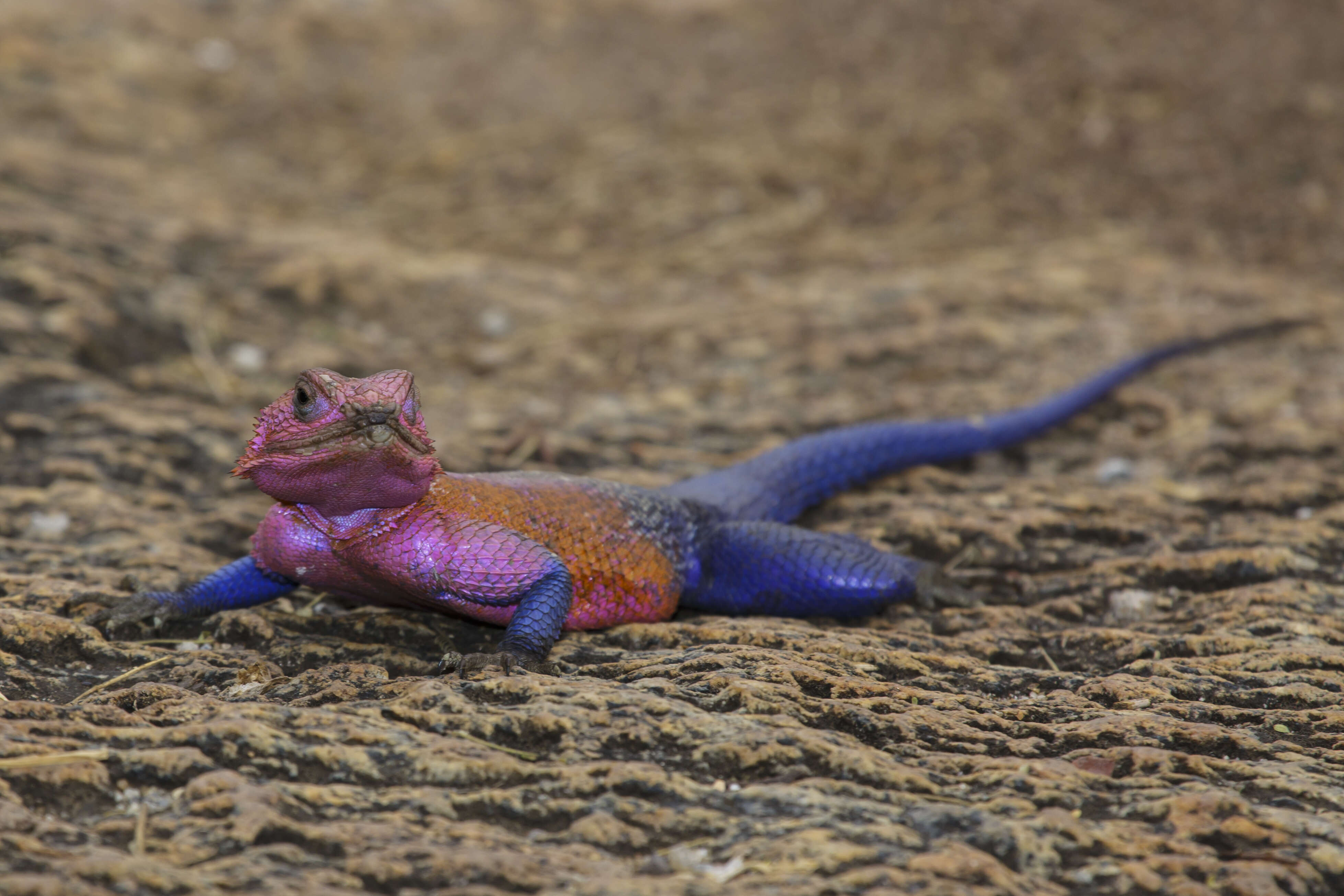 Image of Mwanza Flat-headed Rock Agama