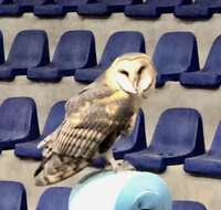 Image of American Barn Owl