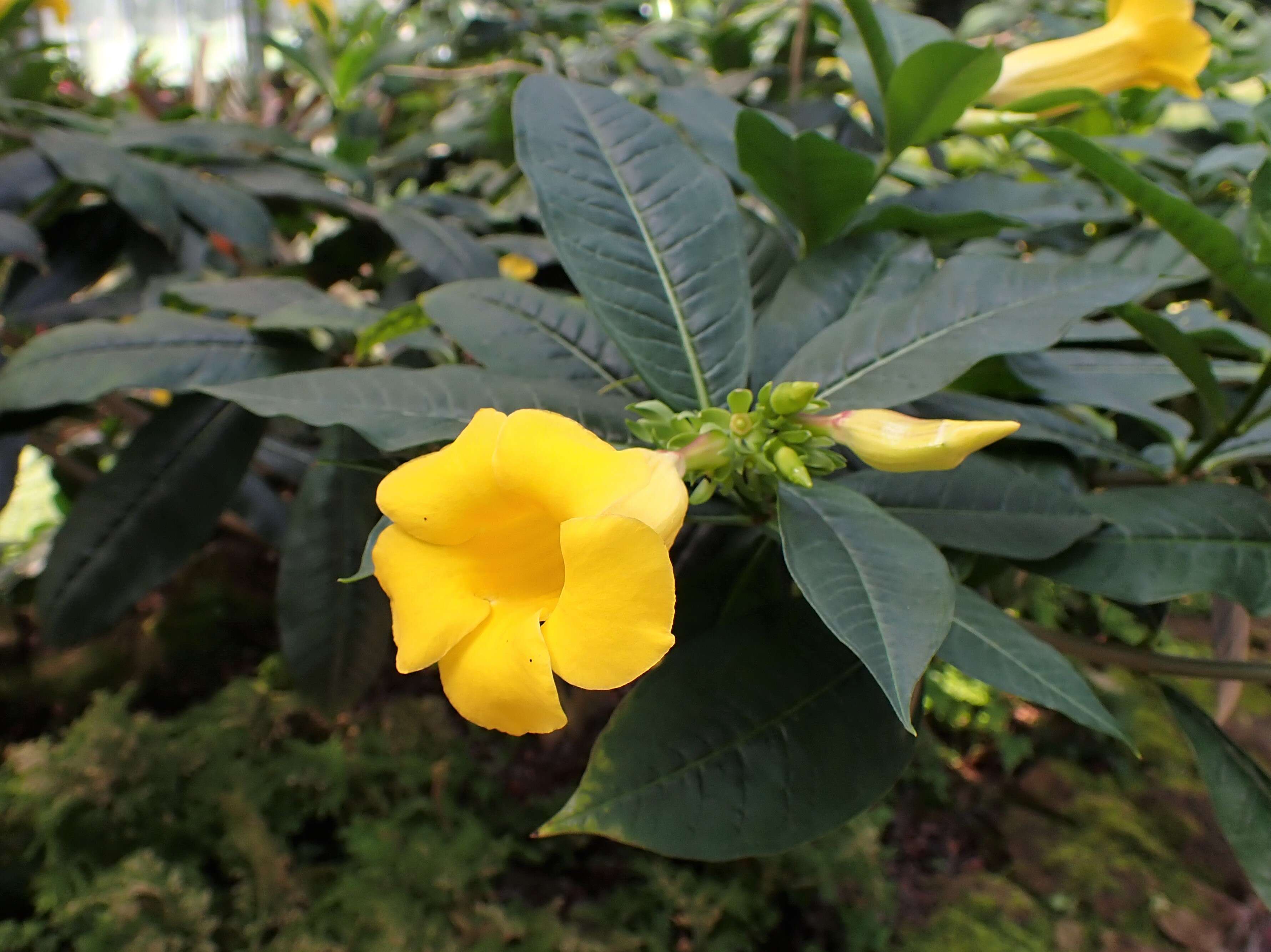 Image of bush allamanda