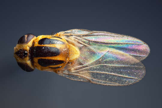 Image of fruit fly