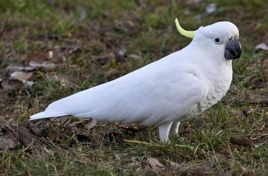 Image of Sulphur-crested Cockatoo