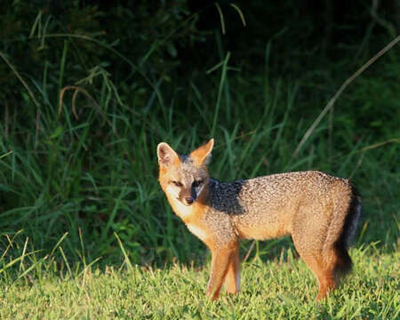 Image of Grey Foxes