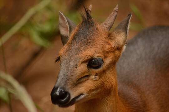 Imagem de Cephalophus rufilatus Gray 1846