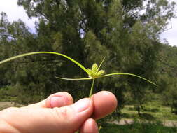 Слика од Cyperus aggregatus (Willd.) Endl.