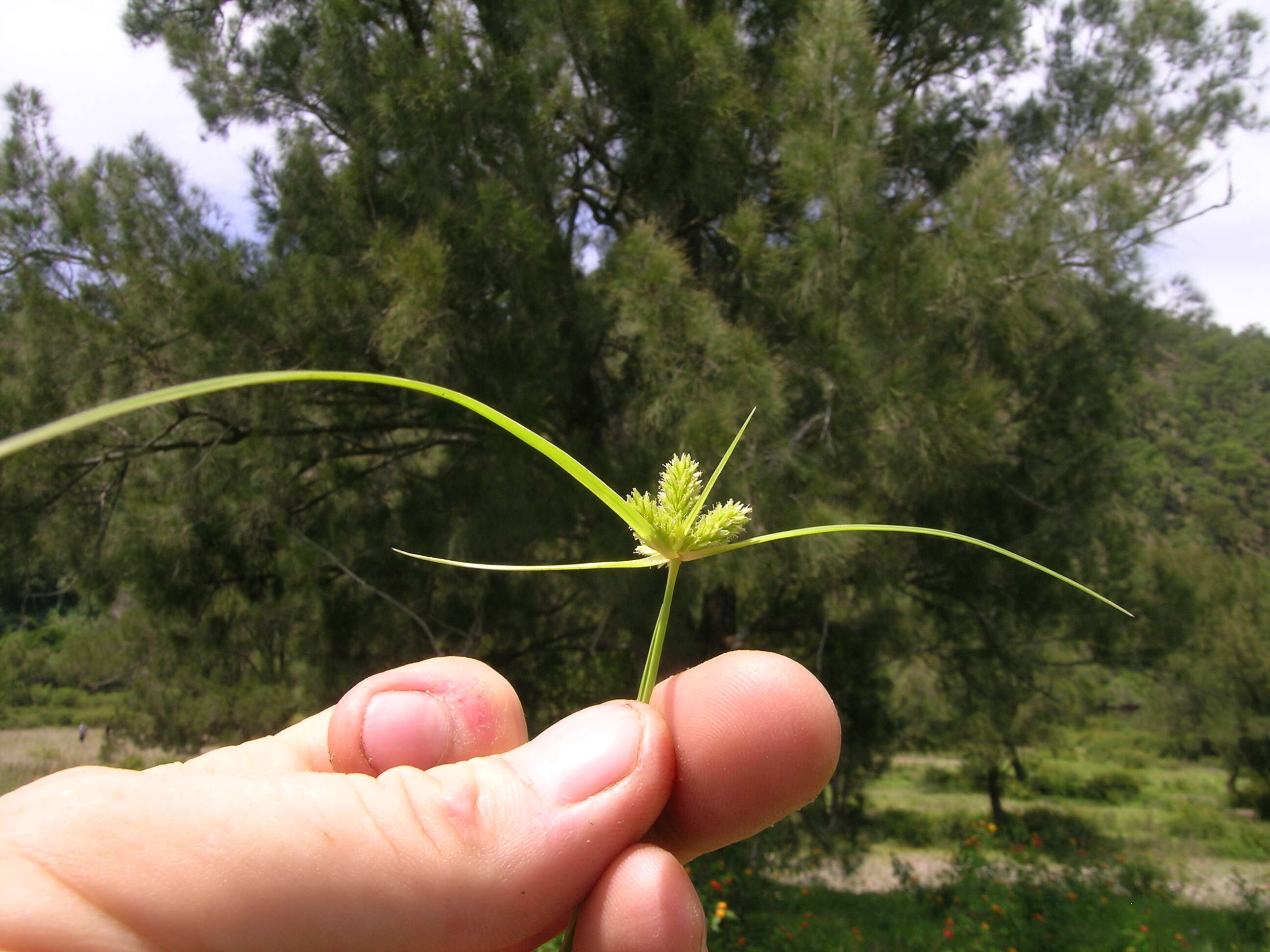 Слика од Cyperus aggregatus (Willd.) Endl.