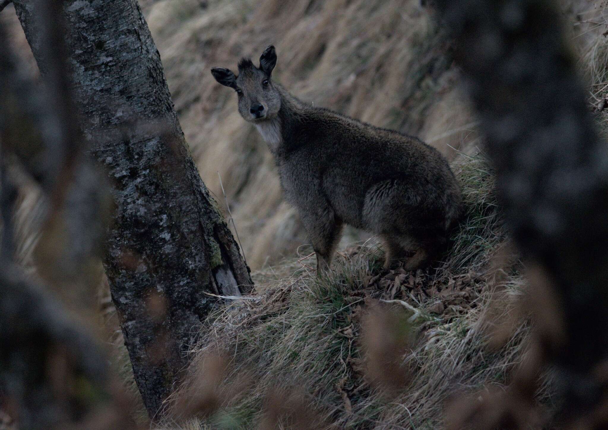 Image of Himalayan Goral