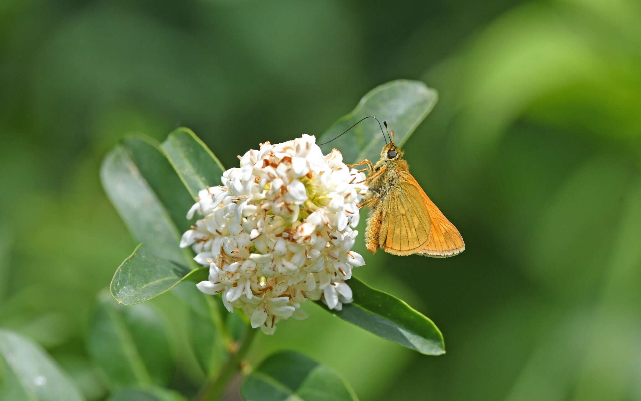 Image of Ochlodes sylvanus