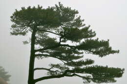 Image of Huangshan Pine