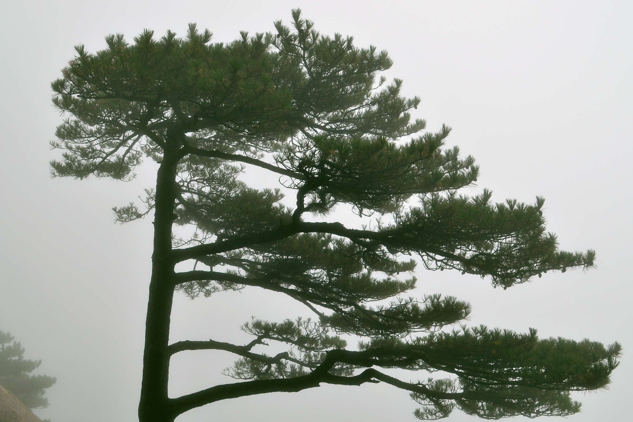 Image of Huangshan Pine