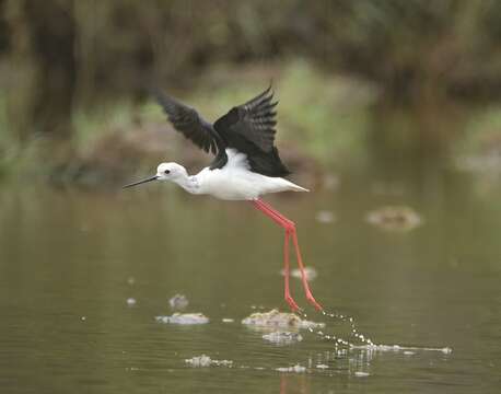 Image of Black-winged Stilt