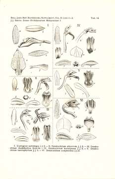 Image de Coelogyne exalata Ridl.