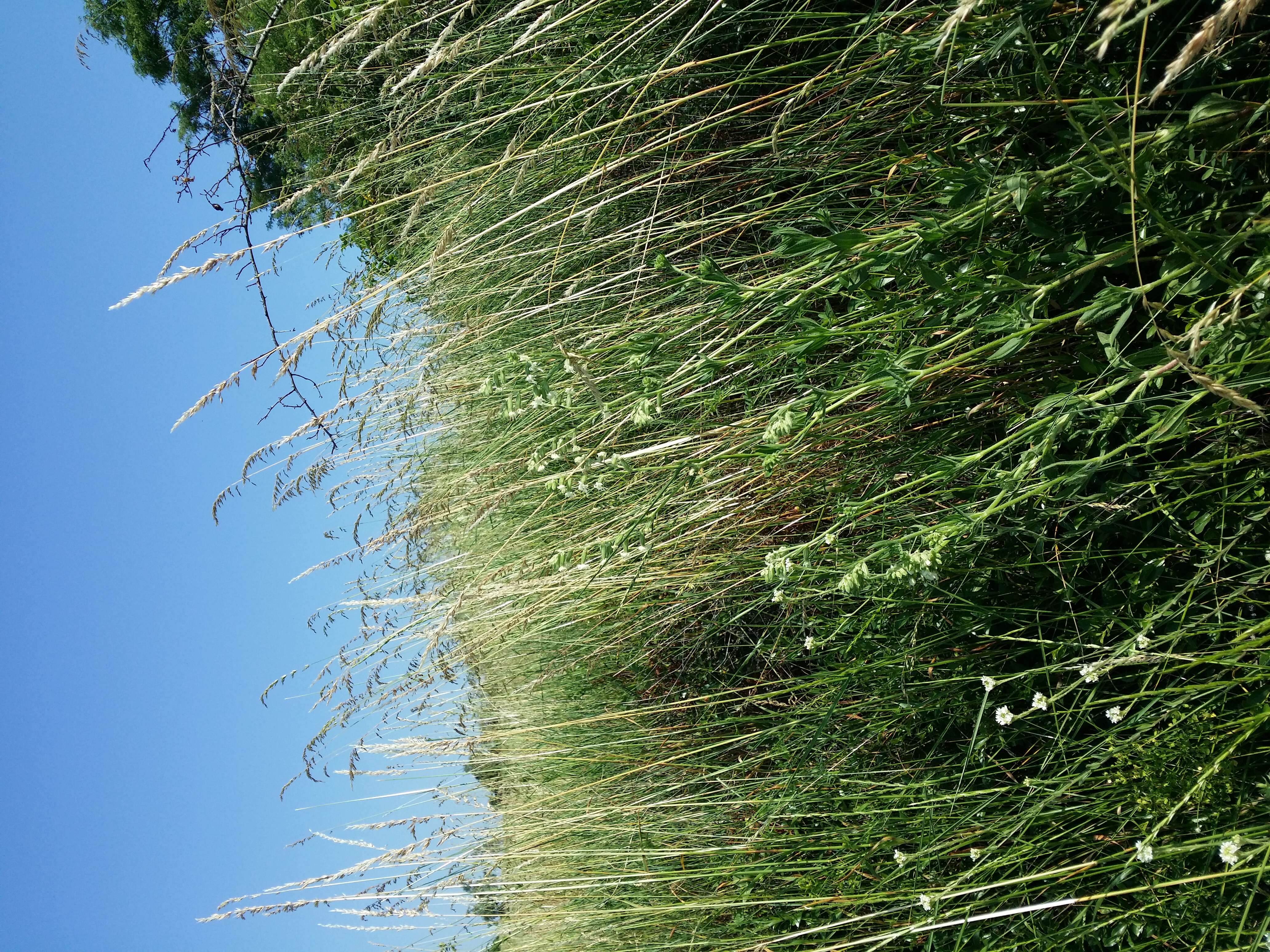 Слика од Silene dichotoma Ehrh.