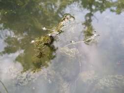 Image of western waterweed