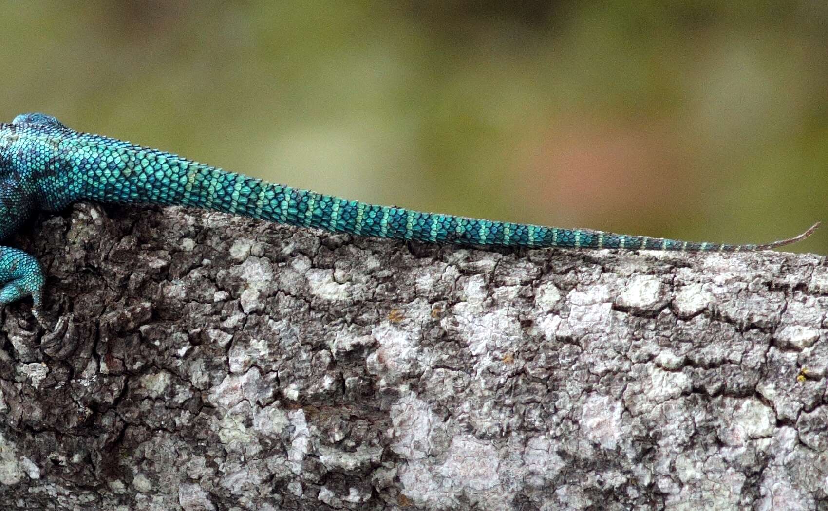 Image of Kirk's Rock Agama