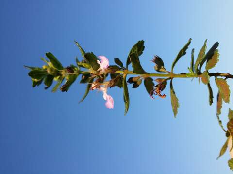 Слика од Teucrium chamaedrys L.