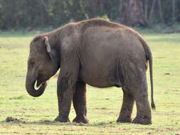 Image of Indian elephant