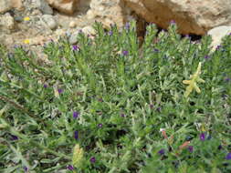 Image of Echium arenarium Guss.