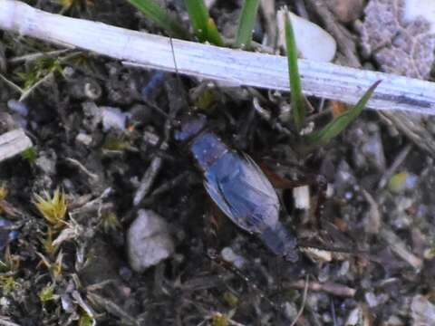 Image of nr. Collared Ground Cricket