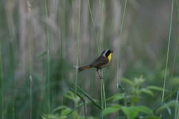 Geothlypis trichas (Linnaeus 1766) resmi