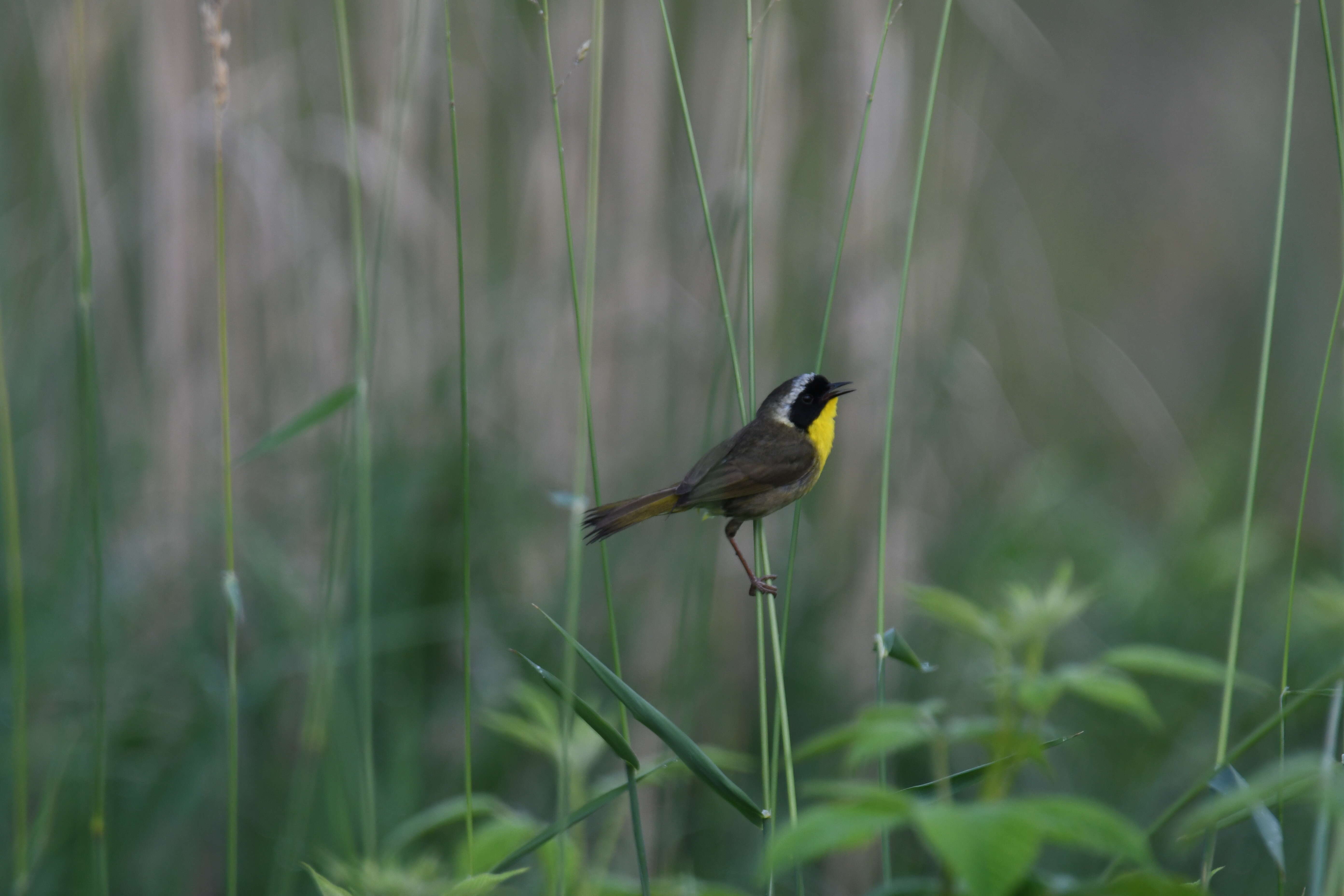 Image of Common Yellowthroat