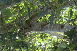 Image of Oregon Alder