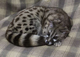 Image of Blotched Genet