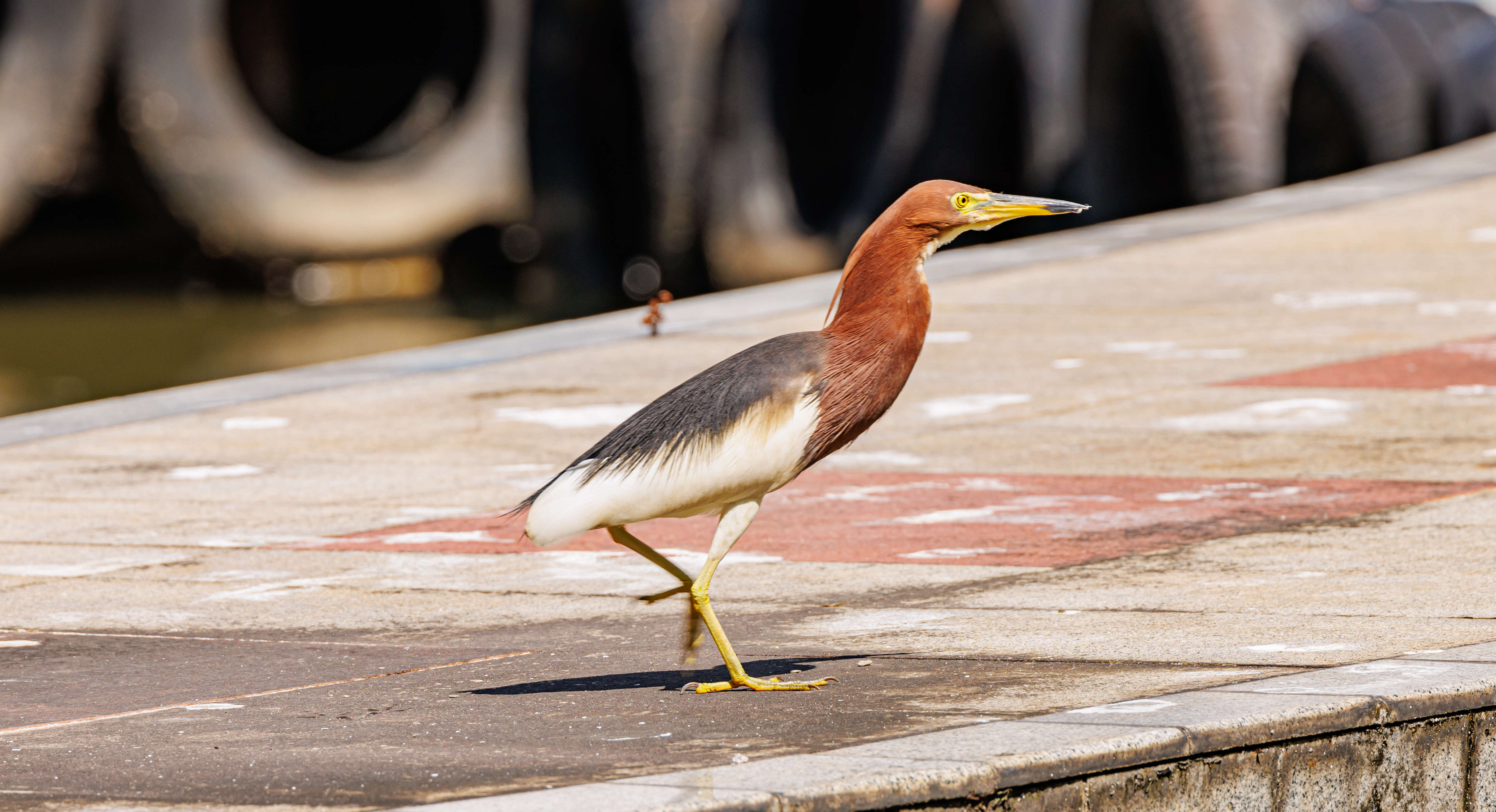 Image of Chinese Pond Heron