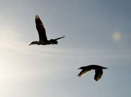 Image of Australian Pied Cormorant