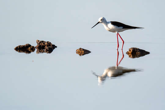 Image of Black-winged Stilt