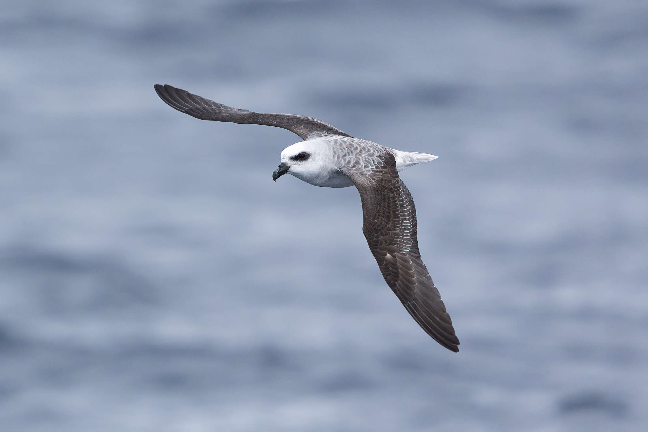 Image of White-headed Petrel