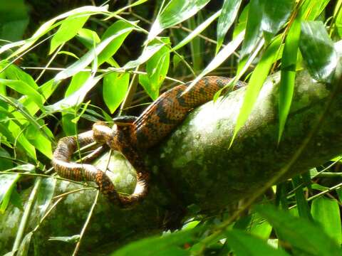 Imagem de Phrynonax poecilonotus (Günther 1858)