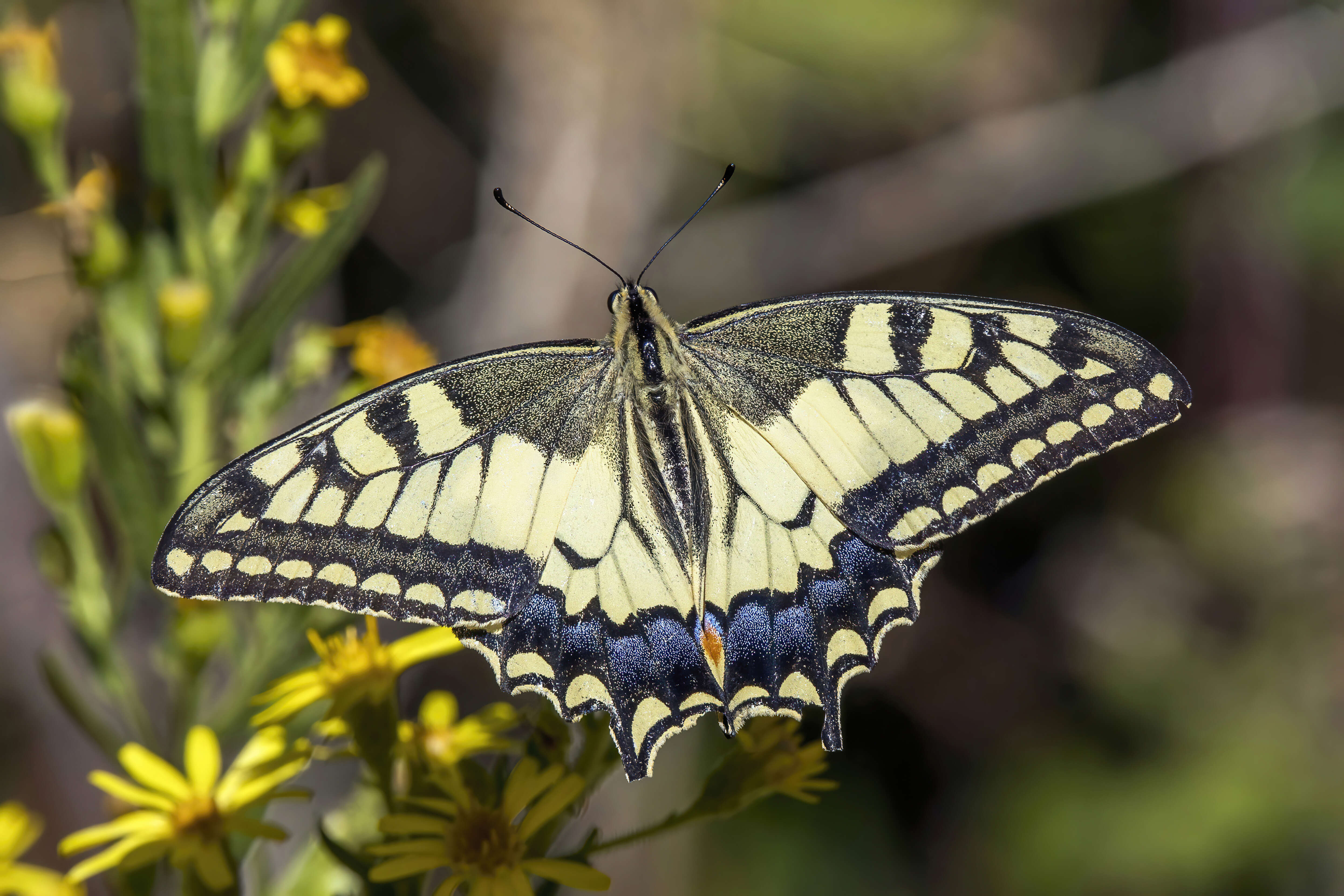 Image of Old World Swallowtail