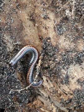 Image of Striped Millipede