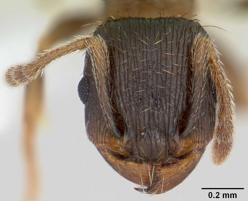 Image of Japanese Pavement Ant