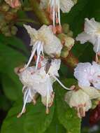 Image of European horse chestnut