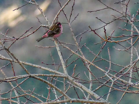 Image of Himalayan White-browed Rosefinch