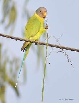 Image of Plum-headed Parakeet