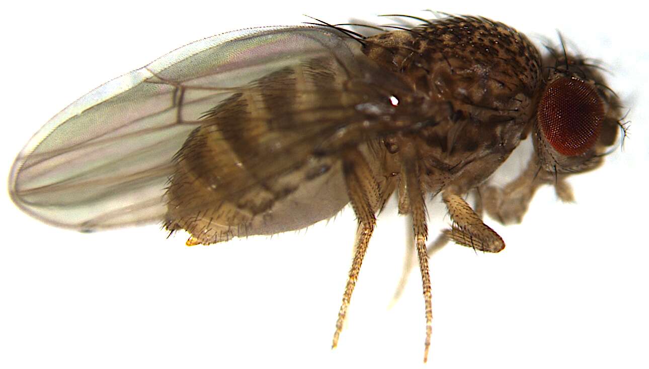 Image of fruit fly
