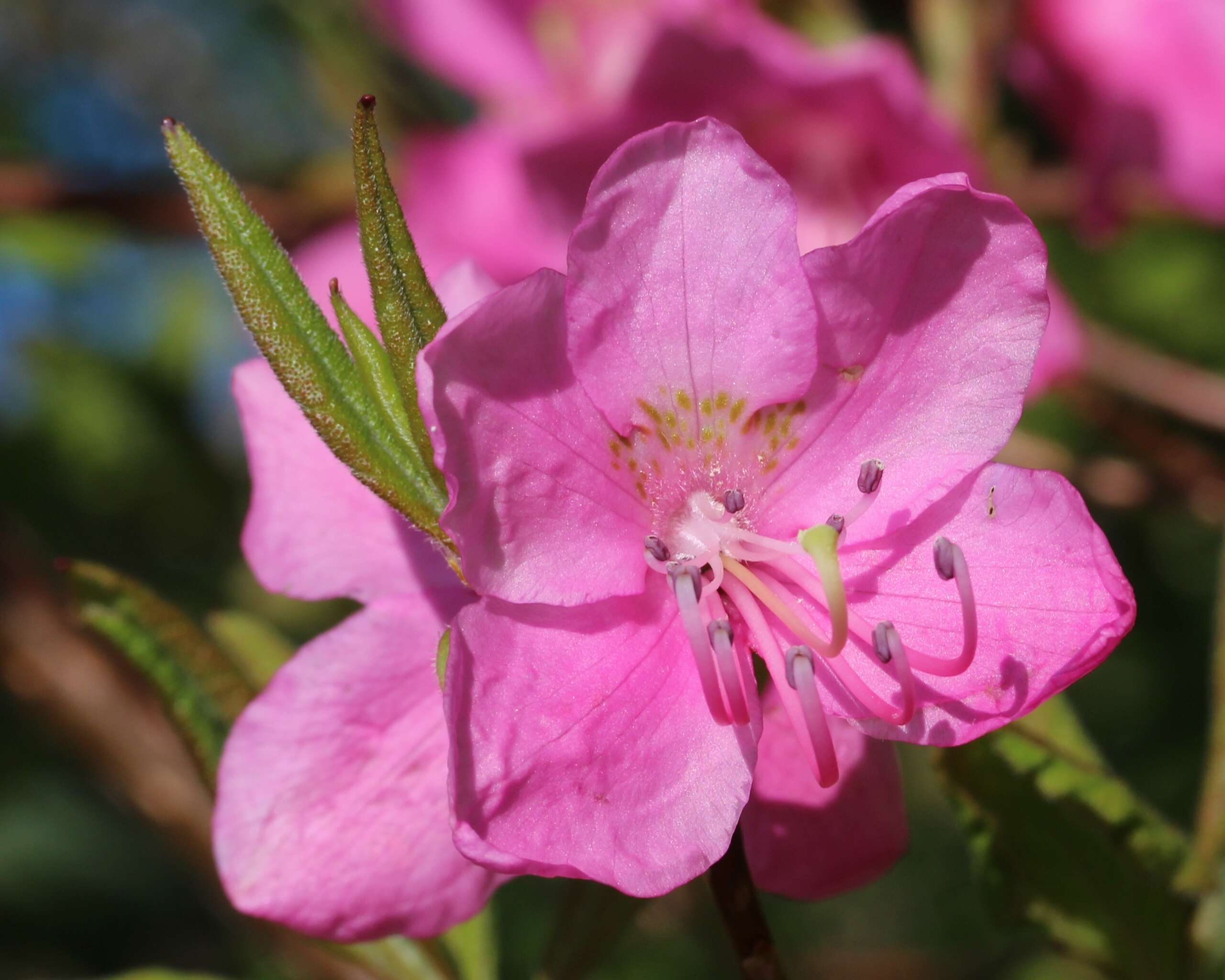 Image of Rhododendron albrechtii Maxim.