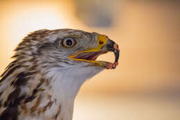 Image of Common Buzzard