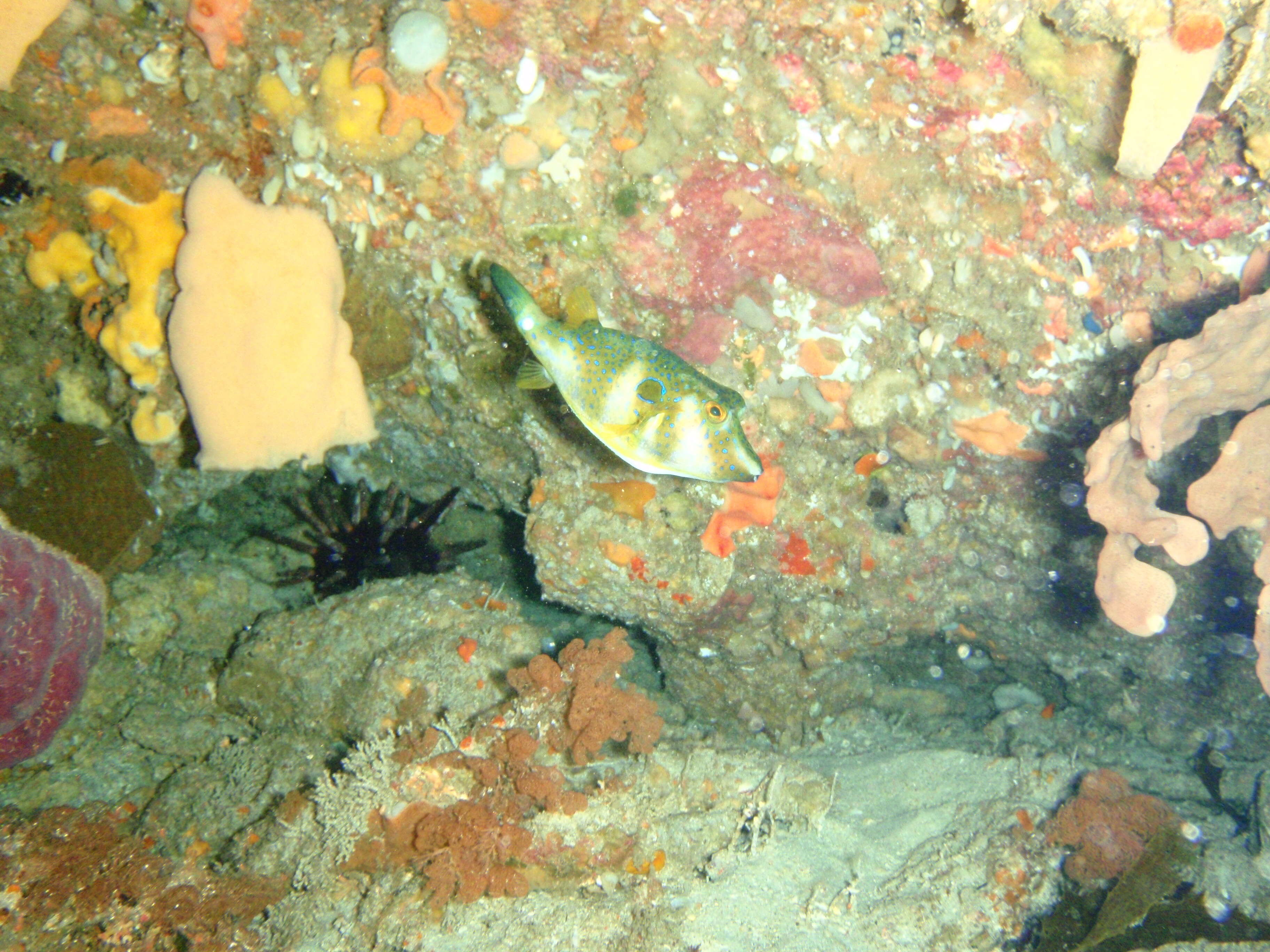 Image of Bluespotted Toadfish