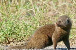 Image of Dwarf mongooses